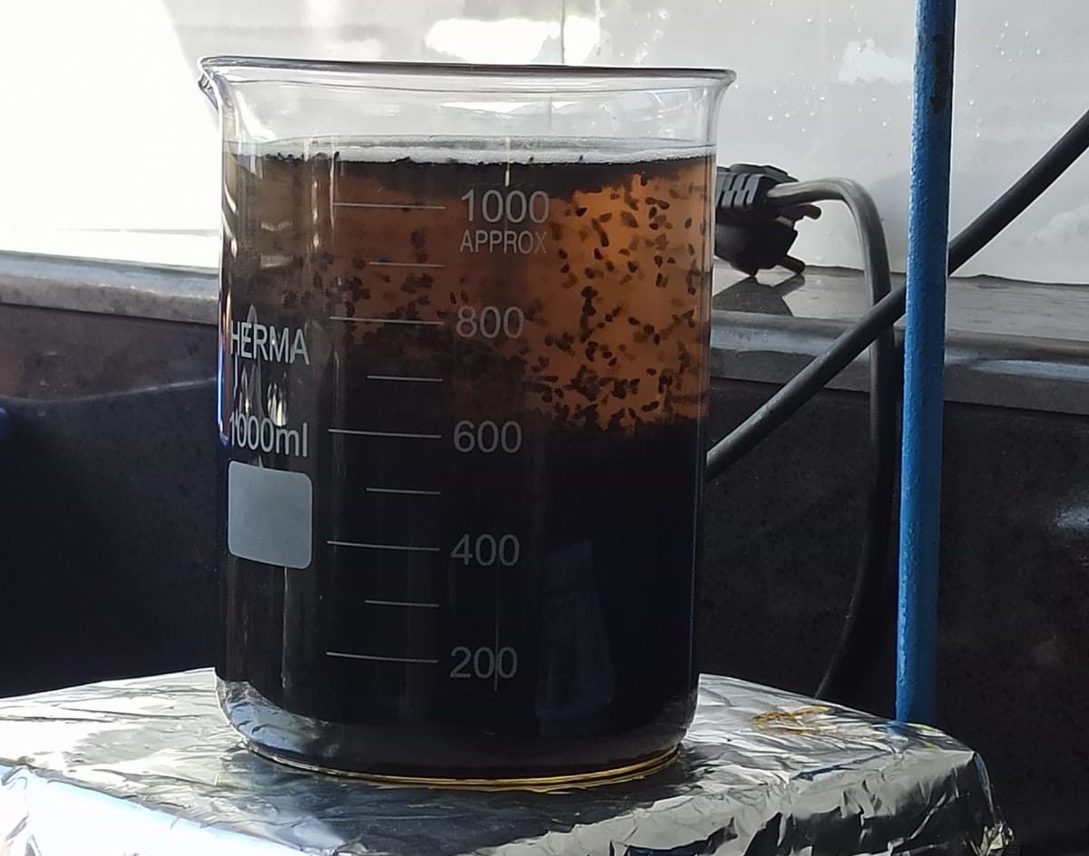 Proses praekstraksi biji Jintan Hitam